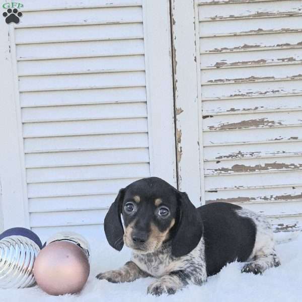 Skye, Dachshund Puppy